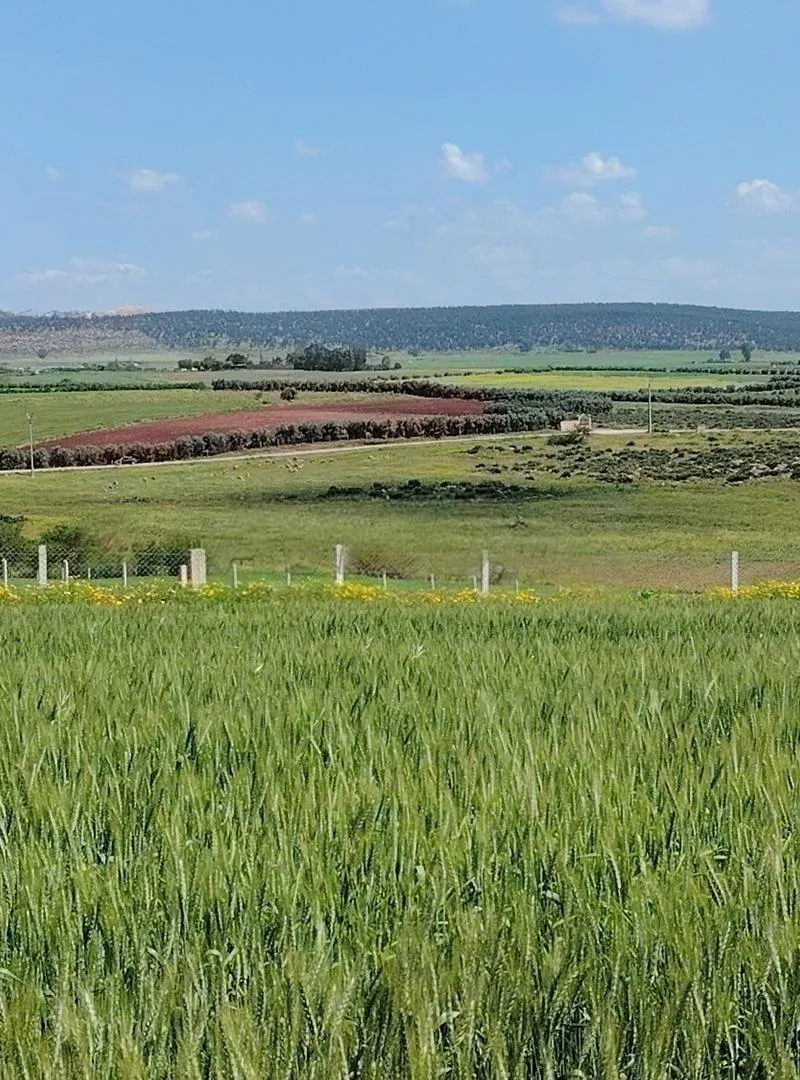 Terrains titrés à Azemmour pour l'agriculture et l'investissement.