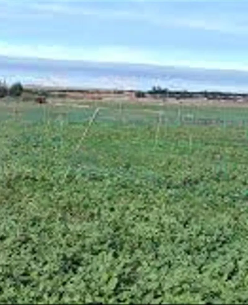 Terrains, Villas & Fermes Titrés – Bir Jdid