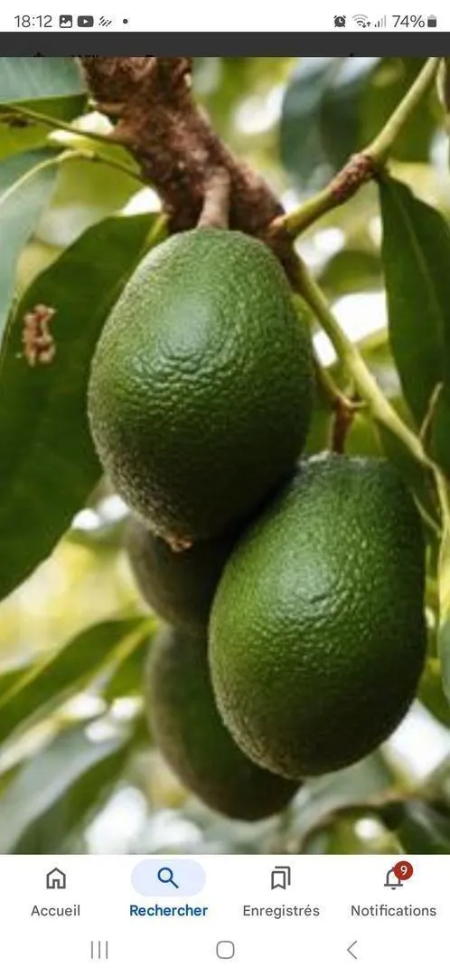 Ferme de 29 hectares d'avocats à vendre