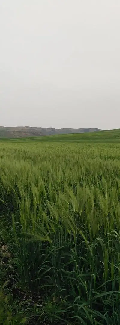 Terrain agricole
