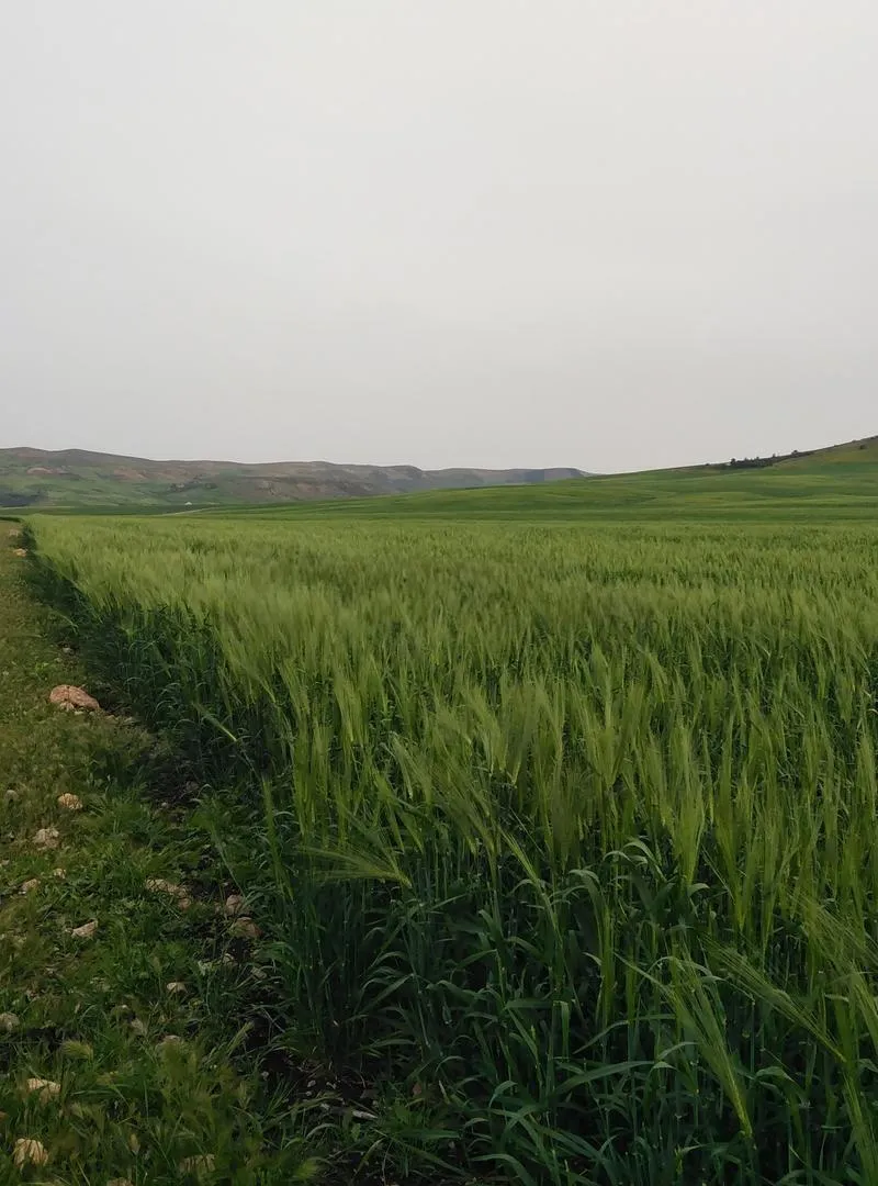 Terrain agricole