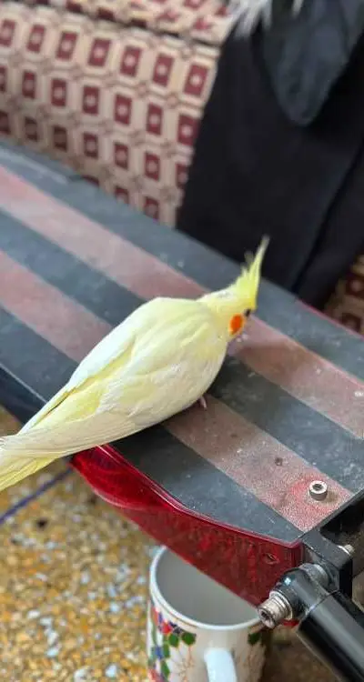 oiseau cockatiel bien drisé avec cage dyalo neuf