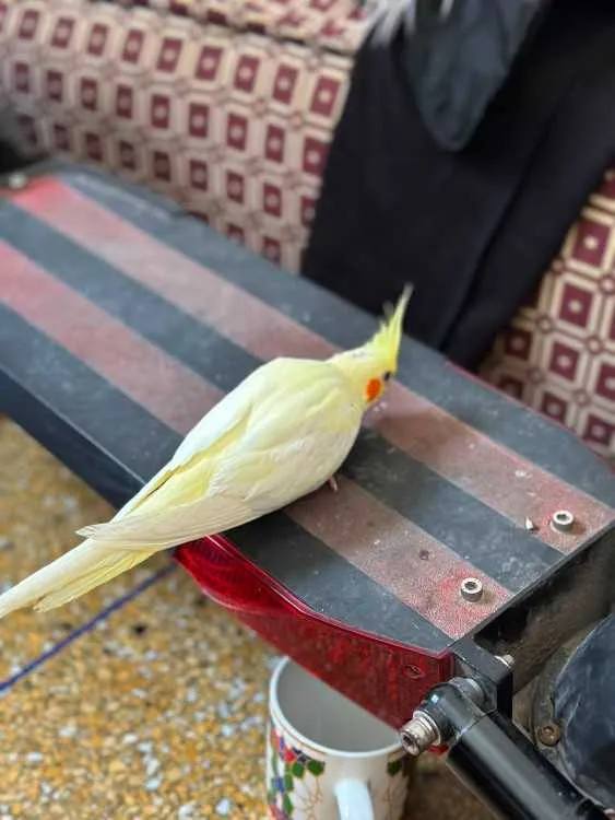 oiseau cockatiel bien drisé avec cage dyalo neuf