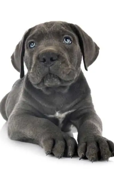 Superbe Chiot Cane Corso Mâle Gris / Yeux Bleus