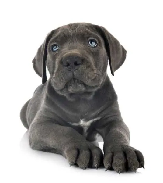 Superbe Chiot Cane Corso Mâle Gris / Yeux Bleus