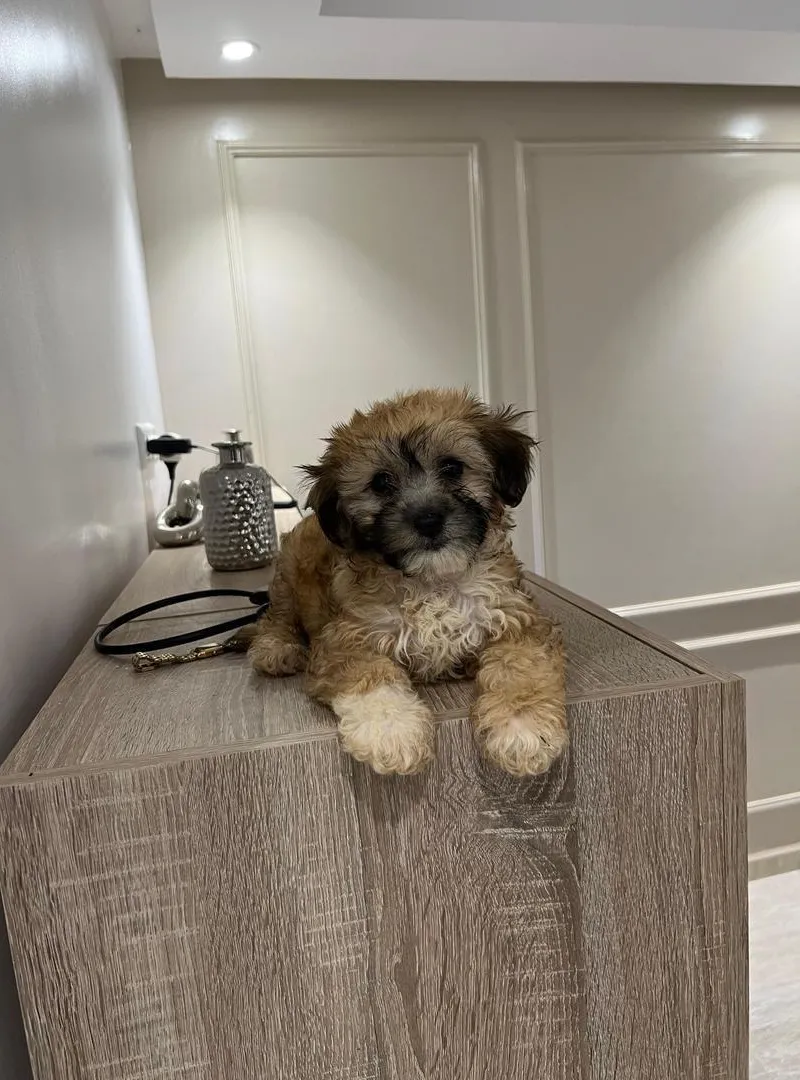 Bichon Havanais