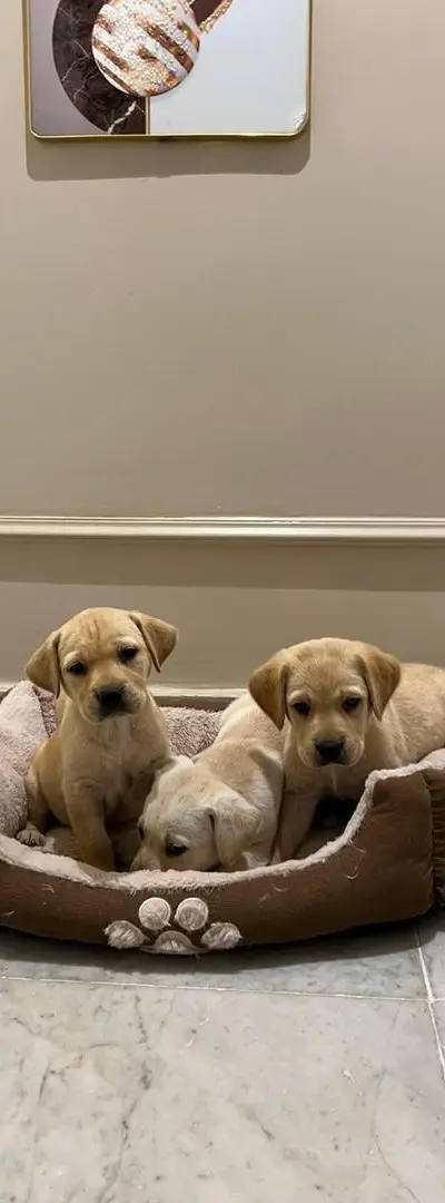 Chiot Labrador