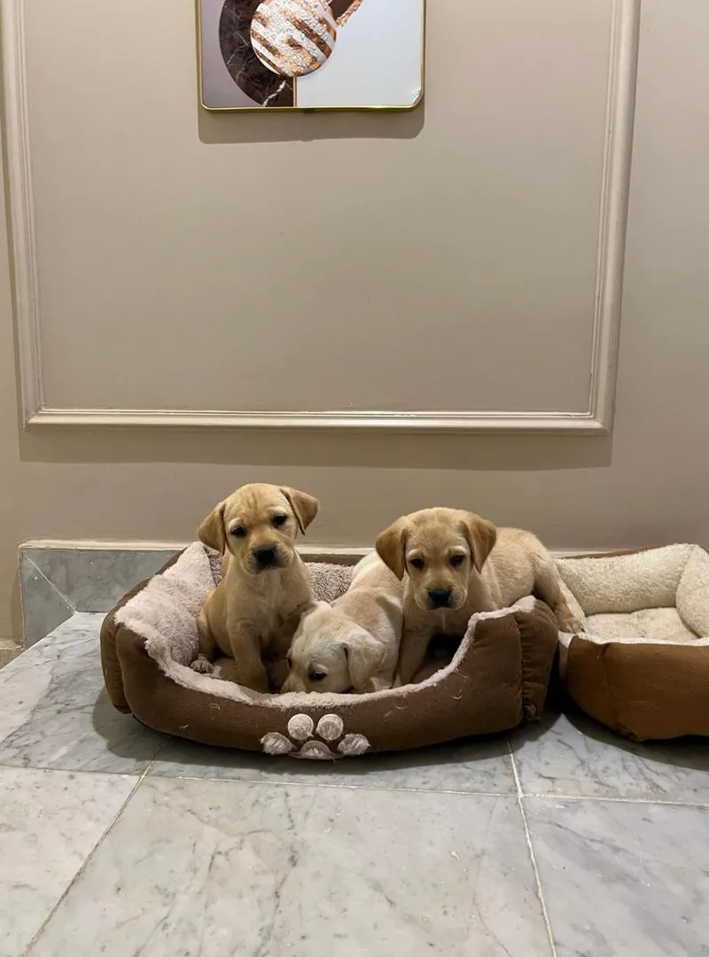 Chiot Labrador
