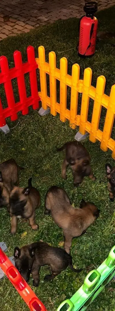 Berger Belge Malinois