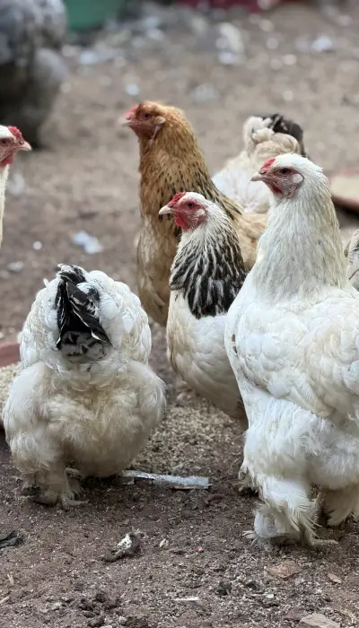 Poulet Brahma