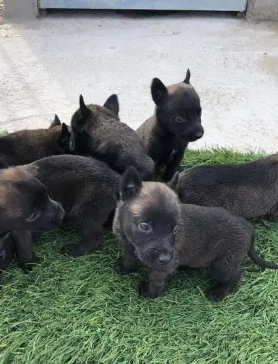 Des chiots malinois charbonner pure race