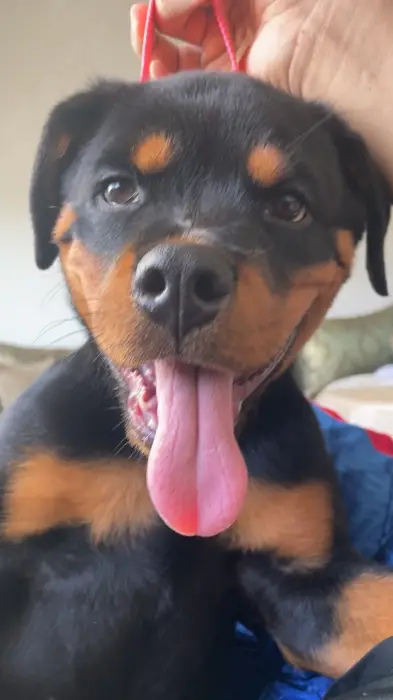 Rottweiler 4 mois