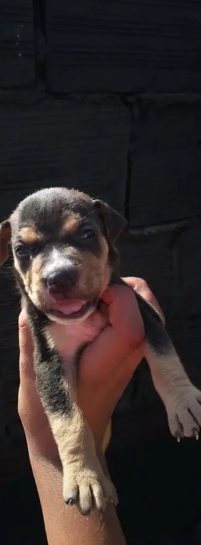 Chiot américain à vendre