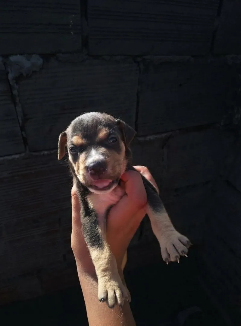 Chiot américain à vendre