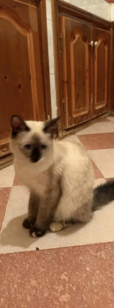 Chat à vendre