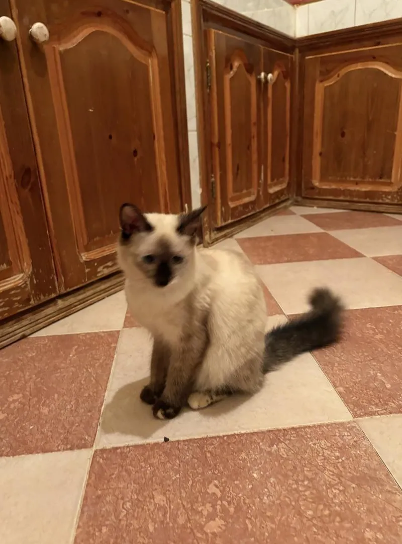 Chat à vendre