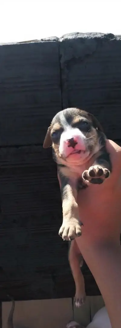 Chiot américain