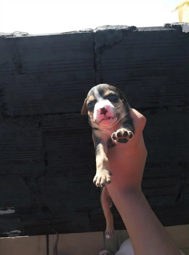 Chiot américain