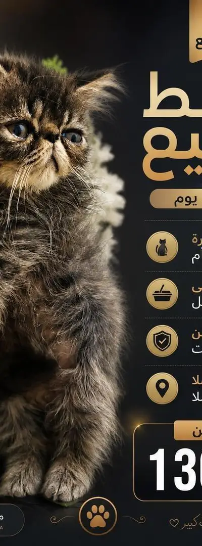 Chat Persan authentique à vendre