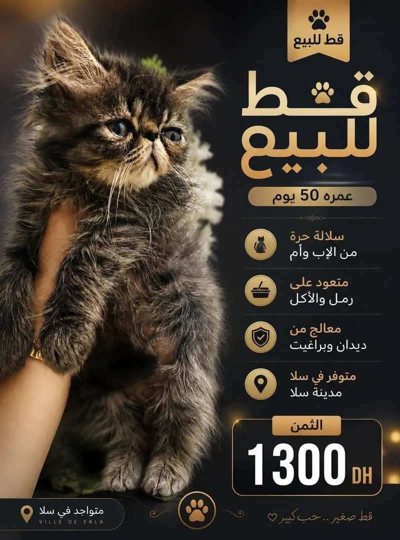 Chat Persan authentique à vendre