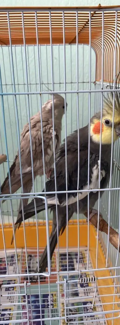 Couple de callopsittes à vendre avec leur cage