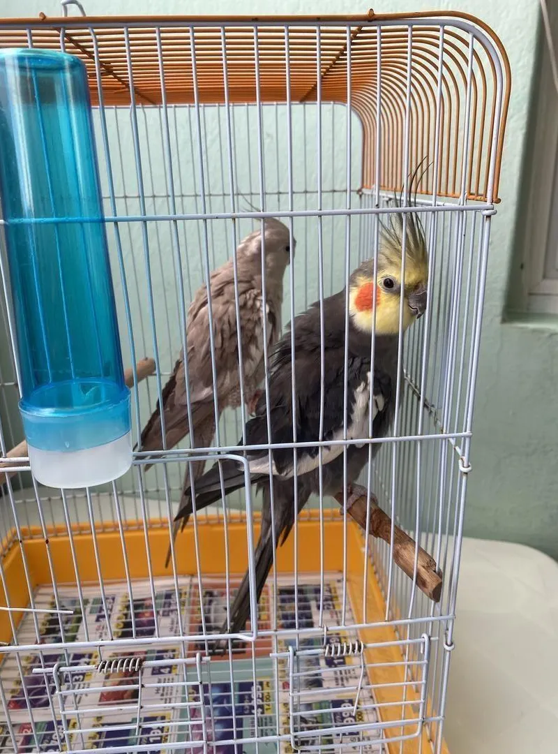 Couple de callopsittes à vendre avec leur cage