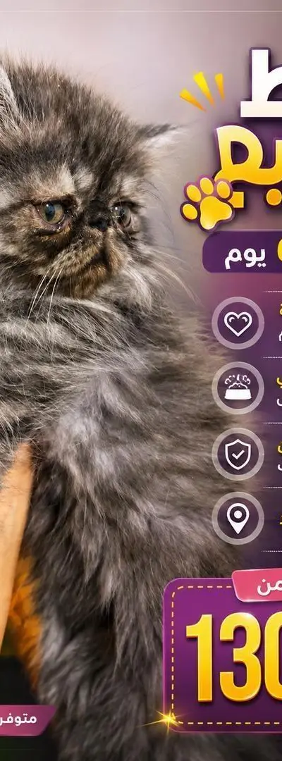 Chat Persan pur race original