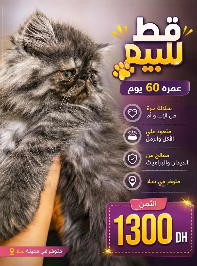Chat Persan pur race original