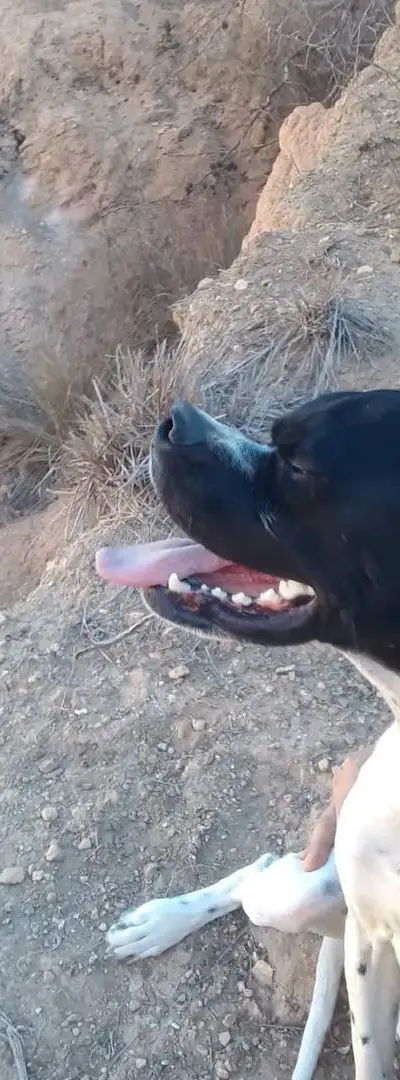 Chien de chasse