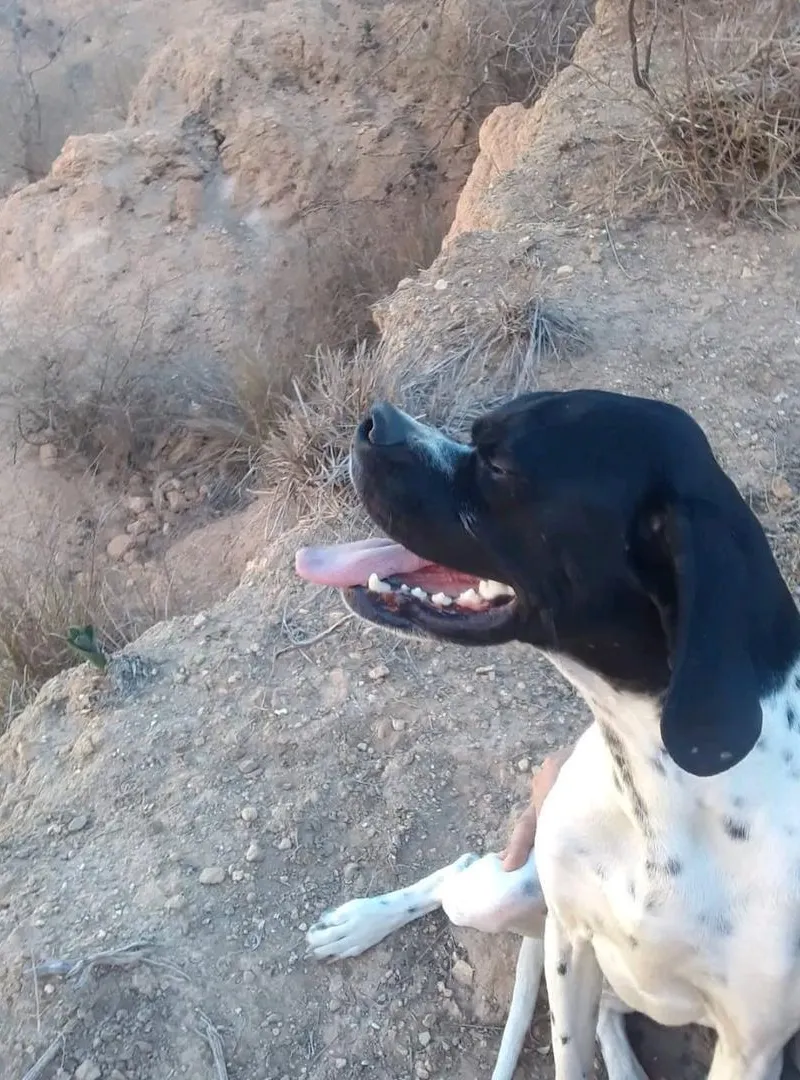 Chien de chasse