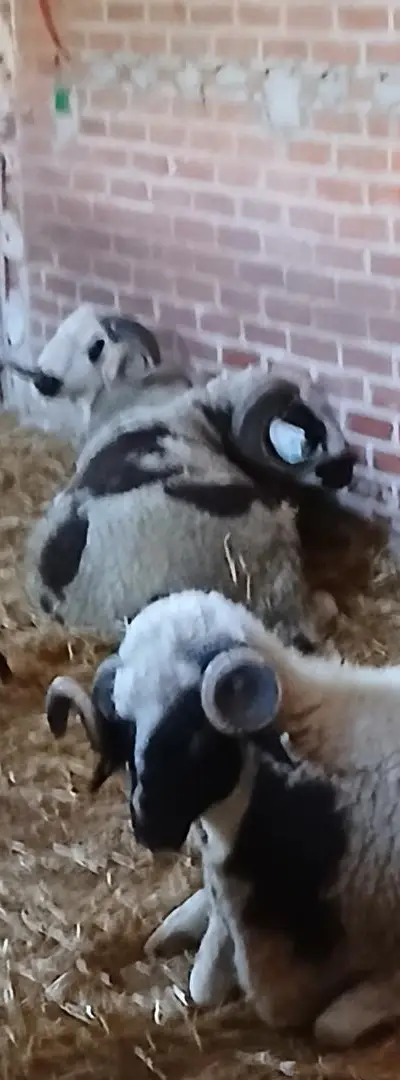 Mouton de haute qualité