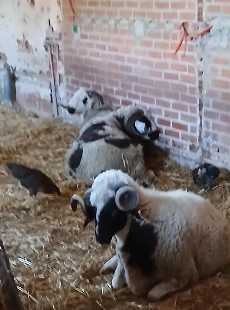 Mouton de haute qualité