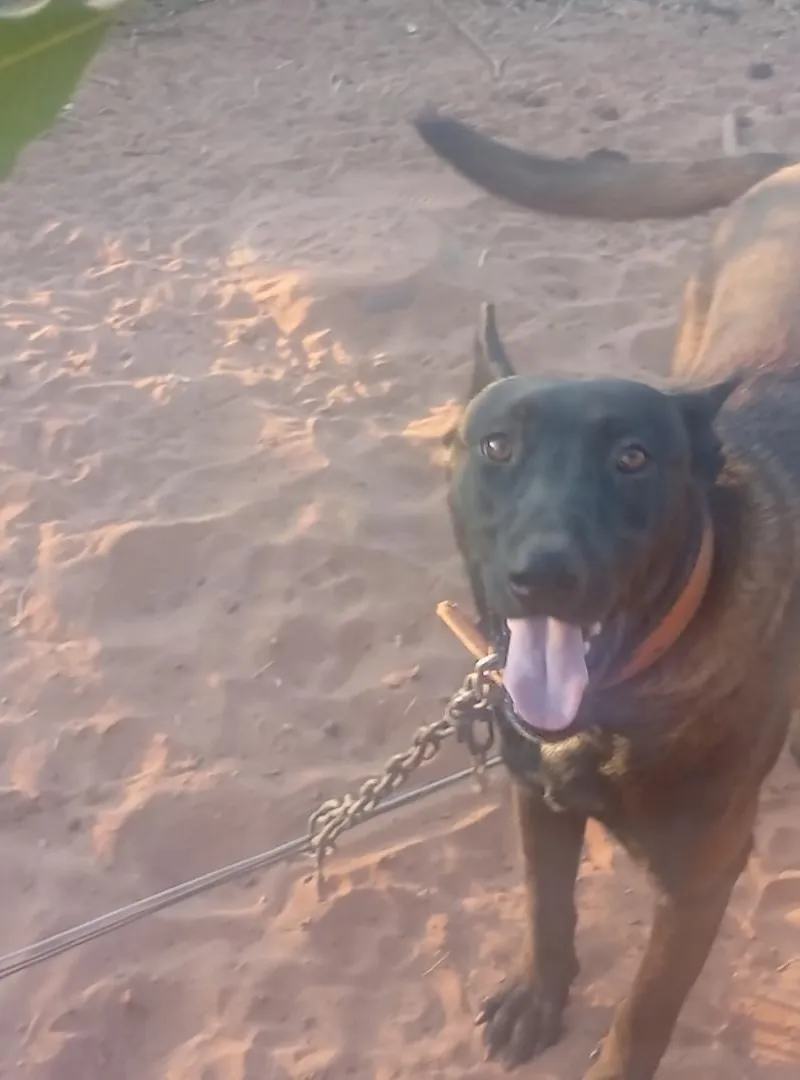 Chien Malinois charbonné