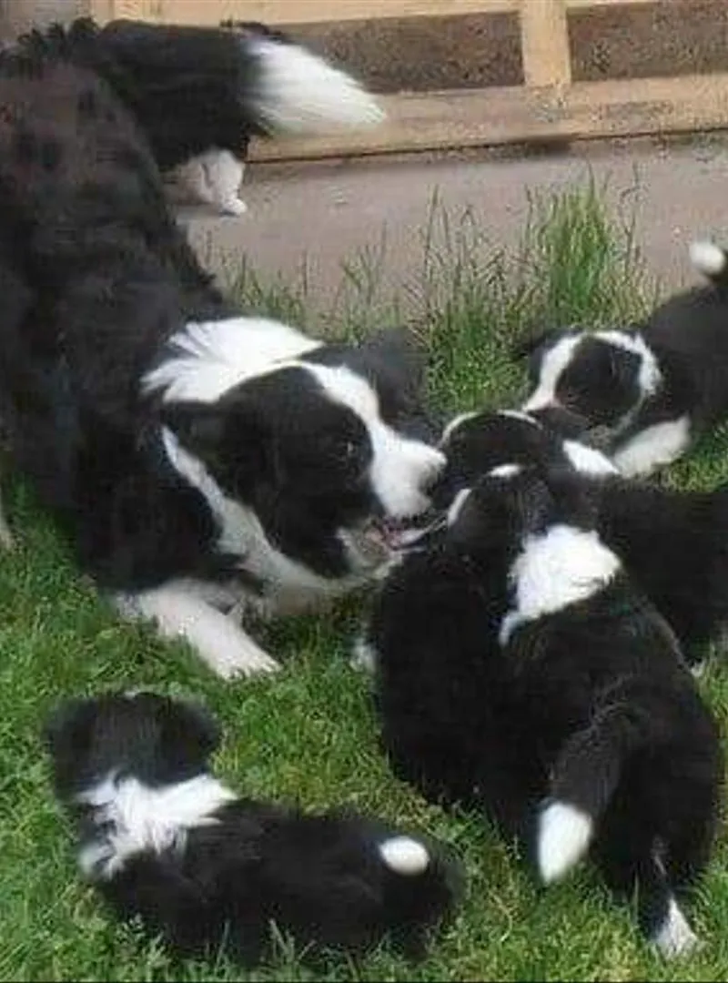 Chiots Border Collie