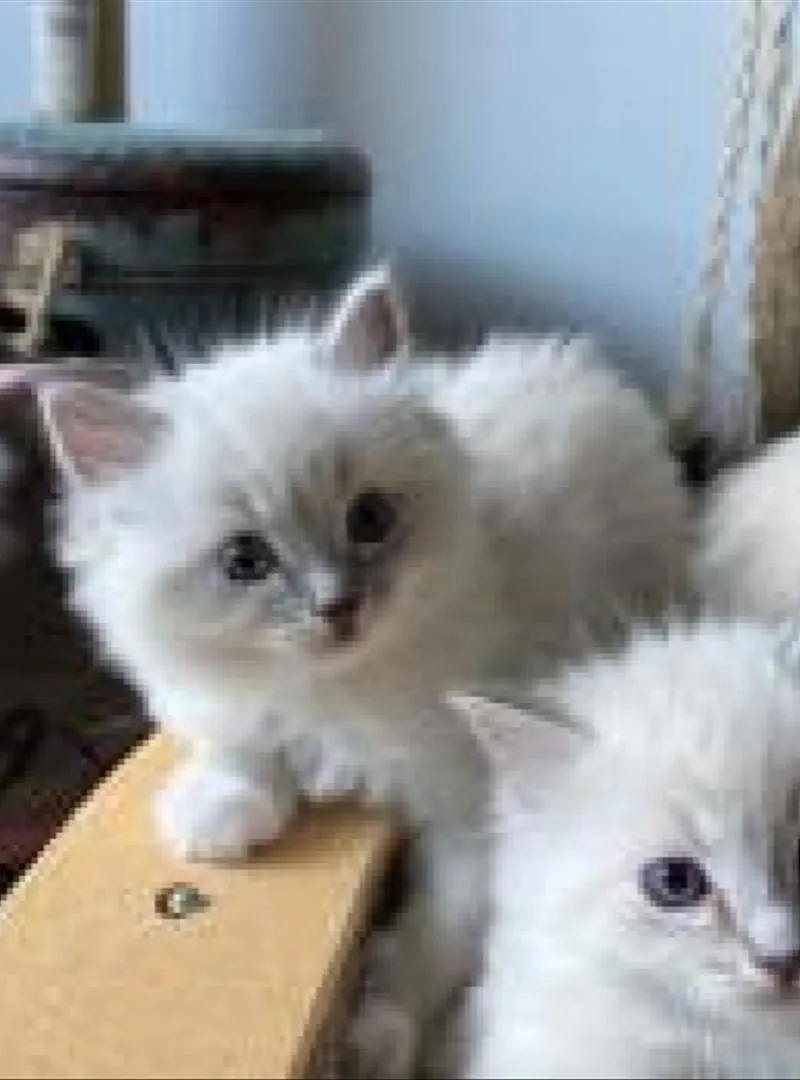 Bébé chaton Ragdoll