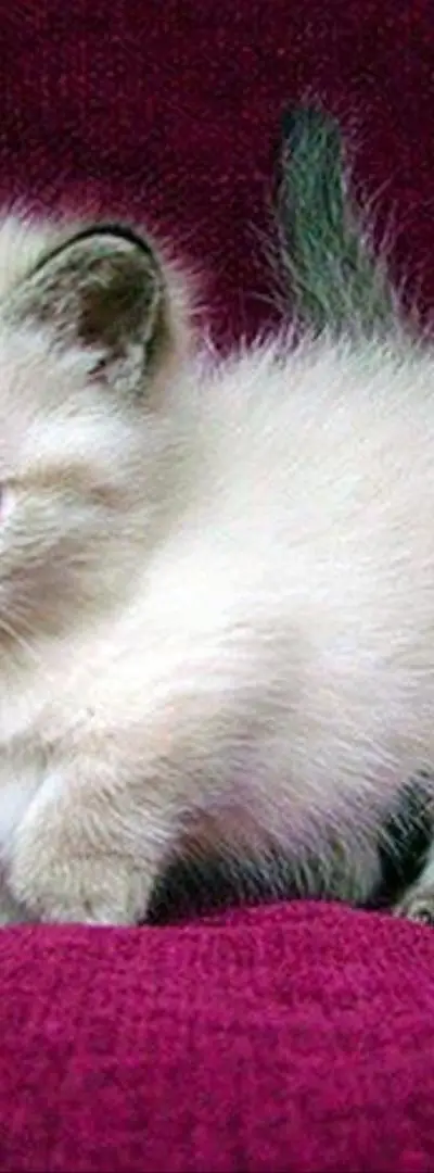 Bébé chaton Ragdoll 50 jours