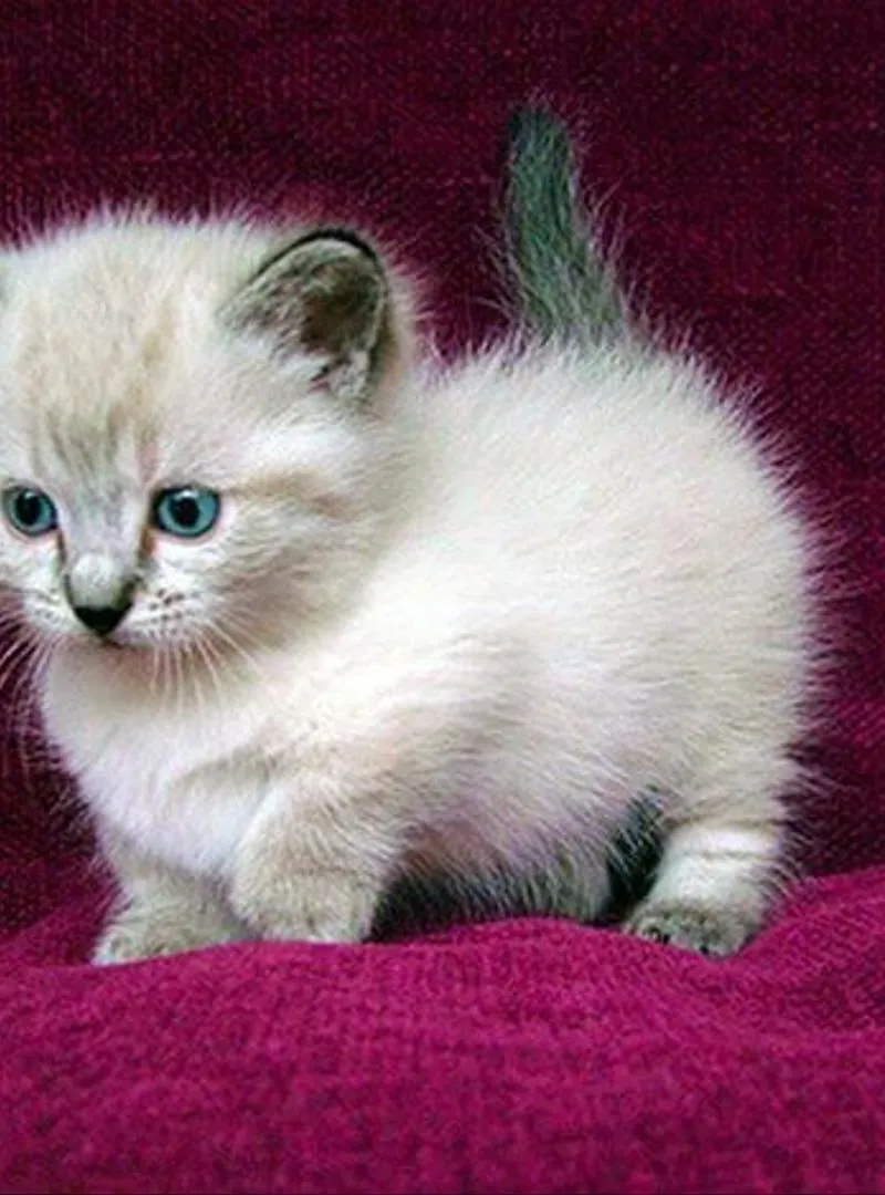 Bébé chaton Ragdoll 50 jours