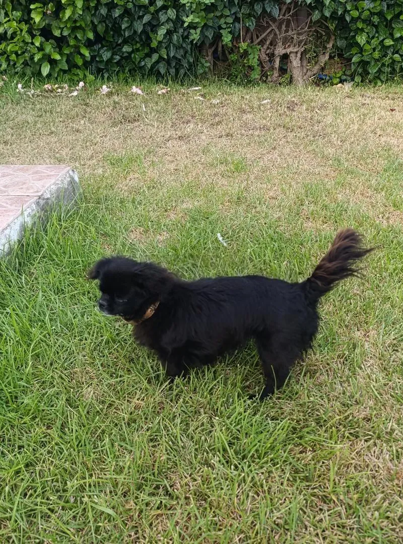 Don de chienne vaccinée