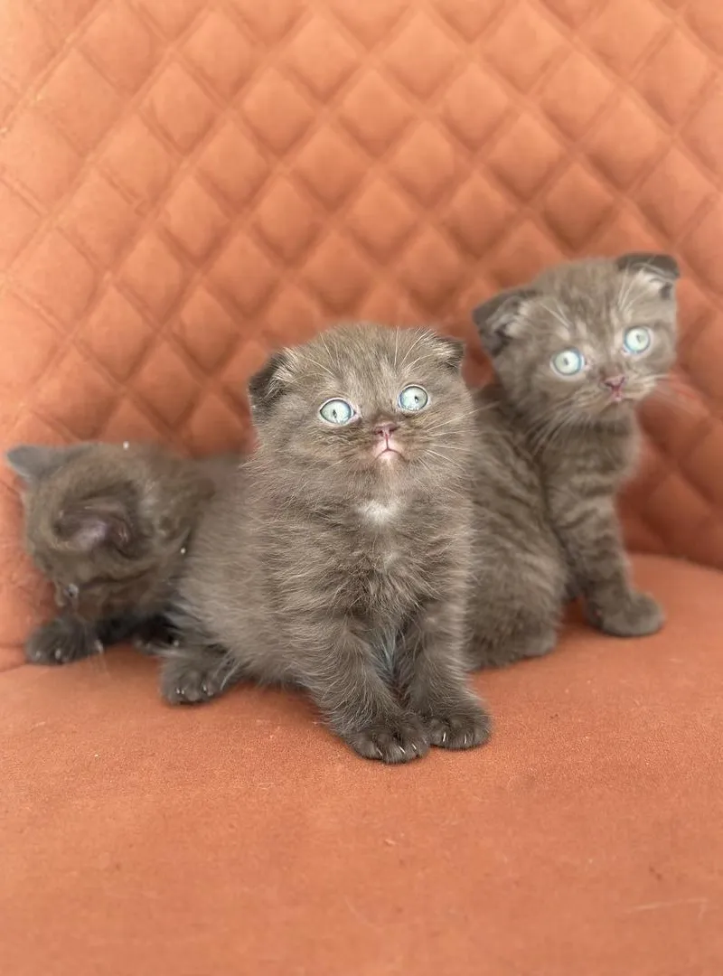 Scottish Fold / Straight