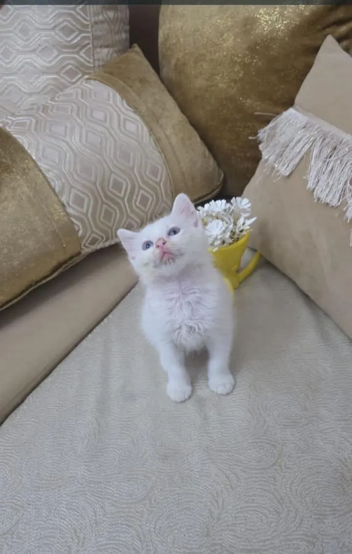 Chat angora turc blanc