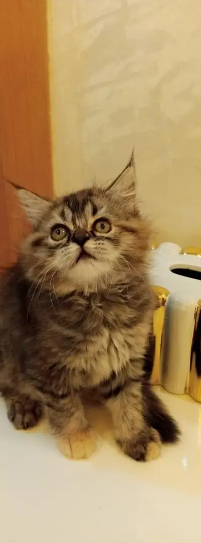 Jolie chaton femelle