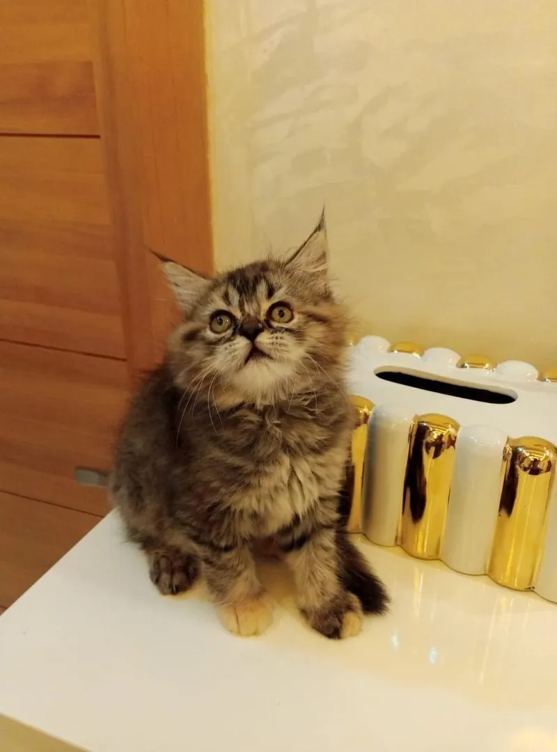 Jolie chaton femelle