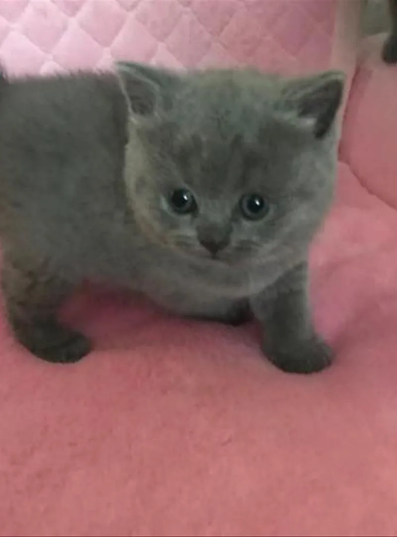 Chaton bleu russe
