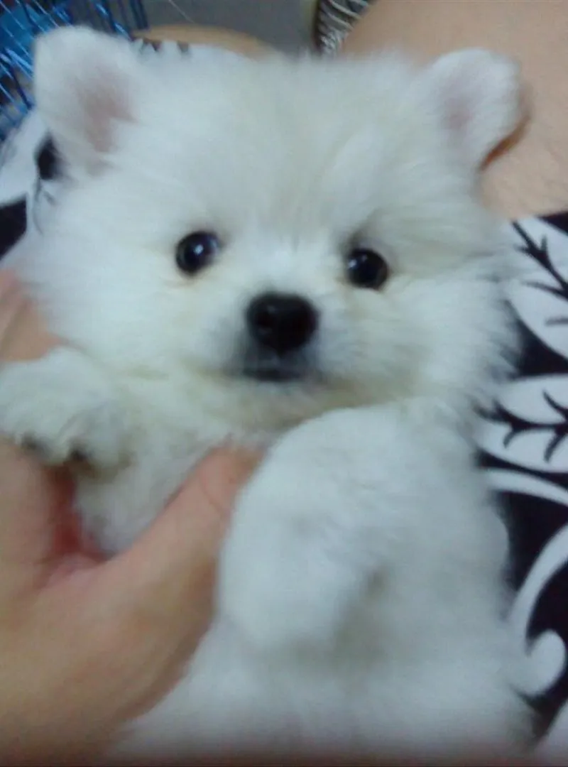 Spitz nain
