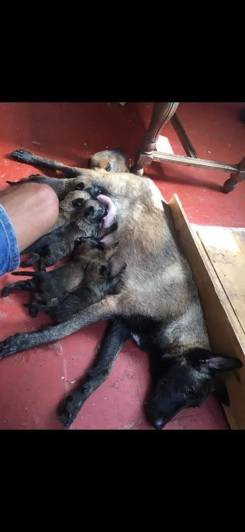 Malinois charbonné bébé