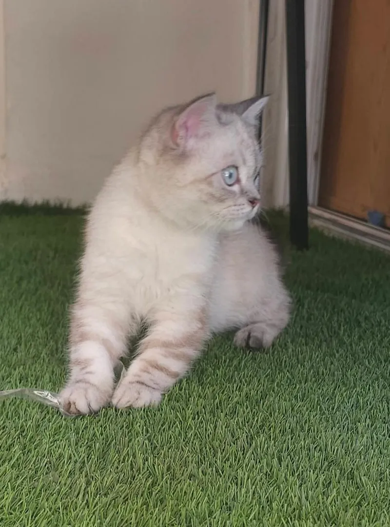 Bébés chats Ragdoll
