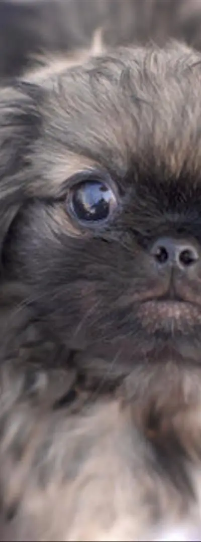 Magnifique bébé caniche pékinois