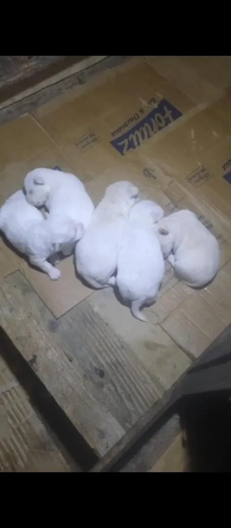 Super chiots Bichon Maltais