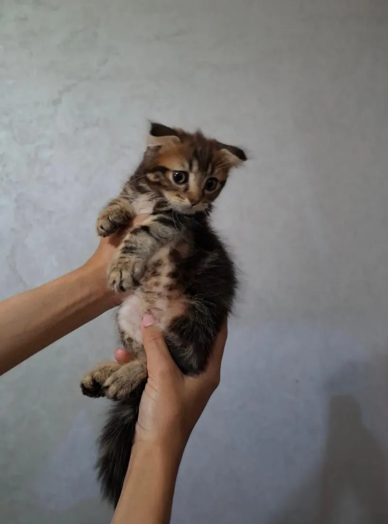Highland Fold Scottish Fold