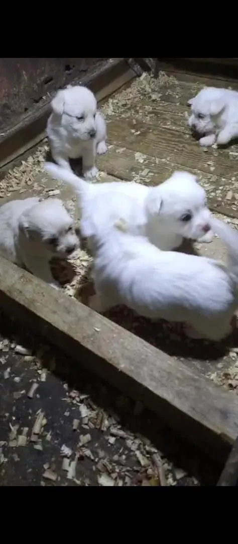 Chiots Caniche Bichon à vendre